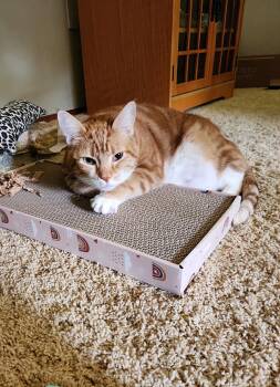 Rescue Domestic Short Hair Cats for Adoption in Kirkland, Washington - Downey | PetCurious