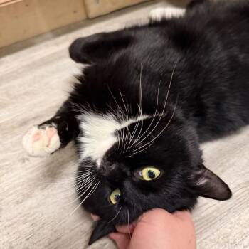 Chess -  Domestic Short Hair Cat Available for Adoption in Wakefield, Massachusetts - Chess | PetCurious