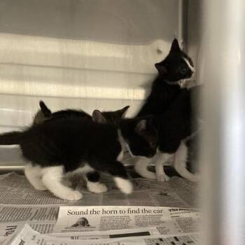 Teal -  Domestic Short Hair Cat for Adoption in Long Beach, California - Teal | PetCurious