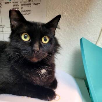Domestic Medium Hair Cats Available for Adoption in Belfair, Washington - Ink | PetCurious