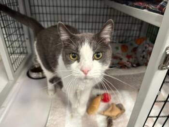 Atticus -  Domestic Short Hair Cat for Adoption in Raleigh, North Carolina - Atticus | PetCurious