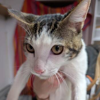 Domestic Short Hair Cats Available for Adoption - Milo | PetCurious