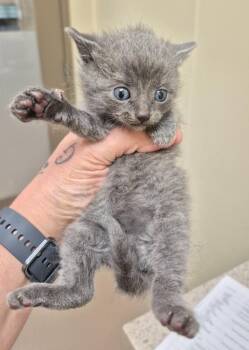 Chex -  Domestic Short Hair Cat for Adoption in Christiansburg, Virginia - Chex | PetCurious