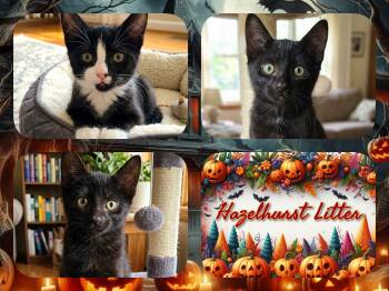 Hazelhurst 3 -  Domestic Short Hair Cat for Adoption in Corinth, New York - Hazelhurst 3 | PetCurious