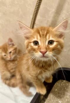 Rusty -  Maine Coon and Domestic Medium Hair Cat for Adoption in Phoenix, Arizona - Rusty | PetCurious