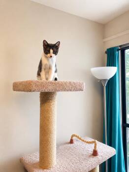Doug -  Domestic Short Hair Cat for Adoption in Burnaby, British Columbia - Doug | PetCurious