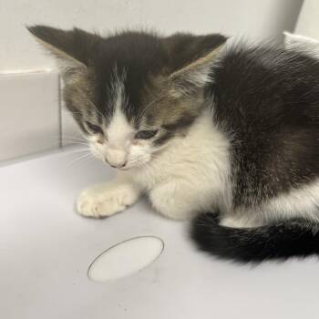 Caelum -  Domestic Short Hair Cat for Adoption in St. Louis, Missouri - Caelum | PetCurious