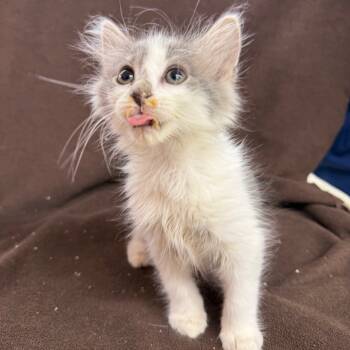 Rescue Domestic Short Hair Cats for Adoption - Twizzler | PetCurious