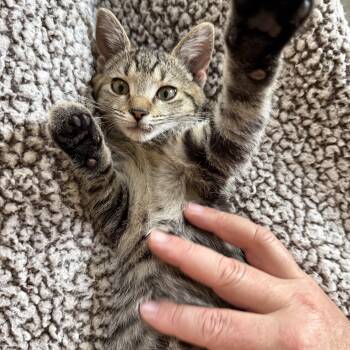 Scotty -  Tabby and Domestic Short Hair Cat for Adoption in Plain City, Ohio - Scotty | PetCurious