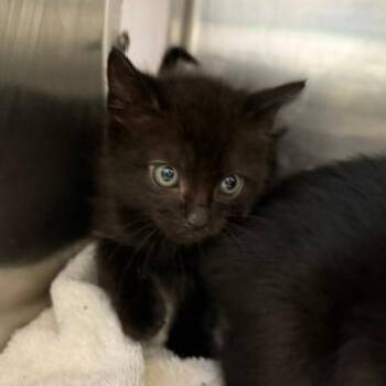 Bolin -  Domestic Short Hair Cat for Adoption in Cumming, Georgia - Bolin | PetCurious