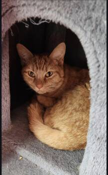 Domestic Short Hair Cats Available for Adoption - Razzberry | PetCurious