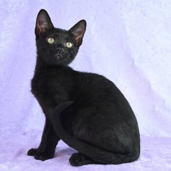 Rescue Domestic Short Hair Cats for Adoption in Mobile, Alabama - Poppy | PetCurious