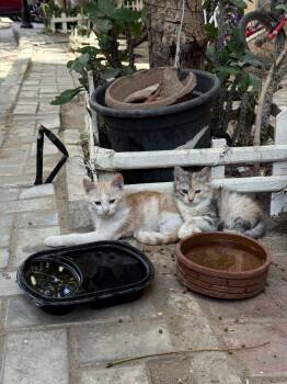 Siberian and Domestic Short Hair Cats Available for Adoption in Brampton, Ontario - Happy - 5 Siblings  | PetCurious