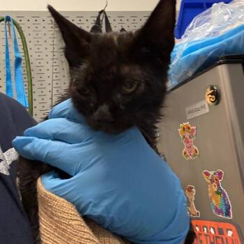 Ford F150 -  Domestic Medium Hair Cat for Adoption in Charleston, West Virginia - Ford F150 | PetCurious