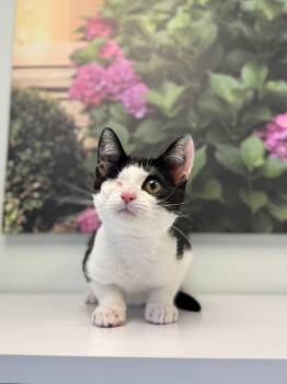 Socks -  Domestic Short Hair Cat for Adoption in Syosset, New York - Socks | PetCurious