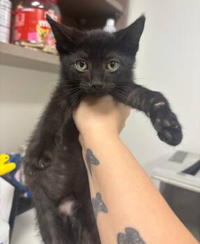 Rescue Domestic Short Hair Cats for Adoption in Greenfield, Indiana - Porthos | PetCurious