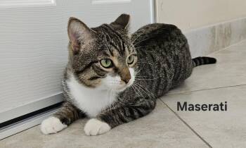 Maserati -  Domestic Short Hair and Tabby Cat for Adoption in Oakland Park, Florida - Maserati | PetCurious