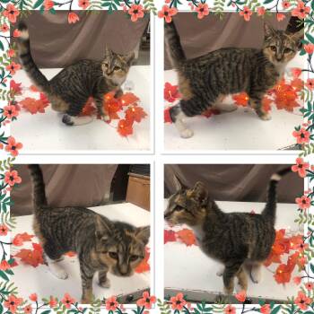 Rescue Domestic Short Hair Cats for Adoption in Buckhannon, West Virginia - CHARCOAL CHARLIE | PetCurious