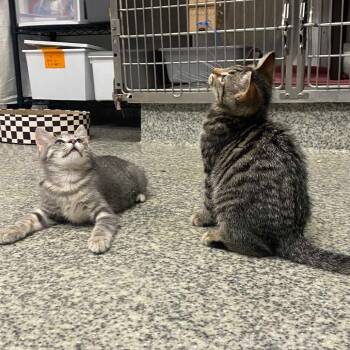 Domestic Short Hair Cats Available for Adoption in Falls Church, Virginia - H&G: Havarti | PetCurious