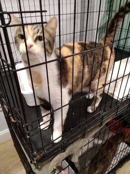 Callie 2 -  Domestic Short Hair Cat for Adoption in North Richland Hills, Texas - Callie 2 | PetCurious