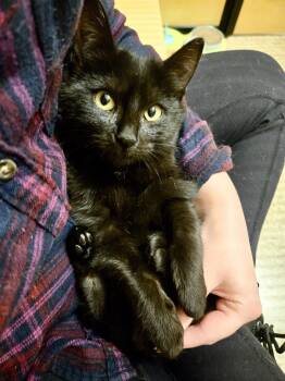 Raven 2 -  Domestic Short Hair Cat for Adoption in Worcester, Massachusetts - Raven 2 | PetCurious