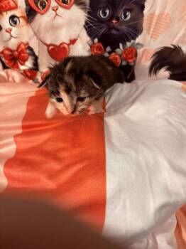 Domestic Short Hair Cats Available for Adoption - Frittata | PetCurious