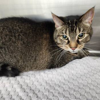 Domestic Short Hair Cats Available for Adoption - Ahsoka | PetCurious