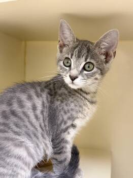 Birdie -  Domestic Short Hair Cat for Adoption in Pawleys Island, South Carolina - Birdie | PetCurious