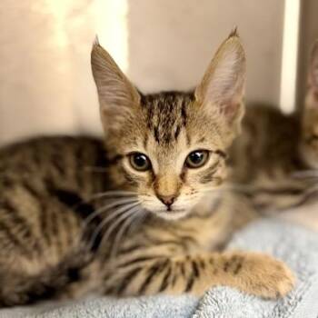 Snowdrift -  Domestic Short Hair Cat for Adoption in Atlanta, Georgia - Snowdrift | PetCurious