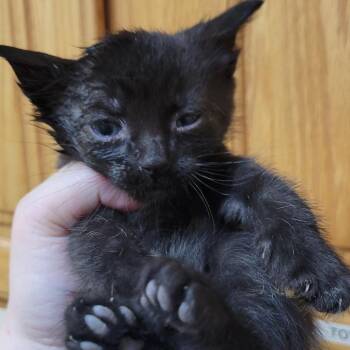 Alvin -  Domestic Short Hair Cat for Adoption in Milan, Illinois - Alvin | PetCurious