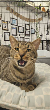 Rescue Domestic Short Hair Cats for Adoption in St. Cloud, Minnesota - Chico | PetCurious