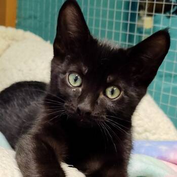 Rescue Domestic Short Hair Cats for Adoption in Wilsonville, Oregon - Salvatore | PetCurious