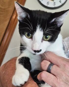 Rescue Domestic Short Hair Cats for Adoption in Frisco, Texas - Kaysee | PetCurious