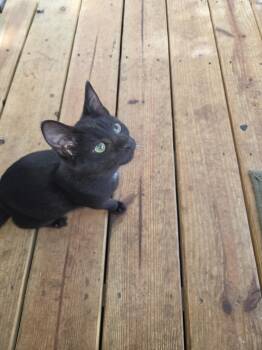 Artemis -  Domestic Short Hair Cat for Adoption in Statesboro, Georgia - Artemis | PetCurious