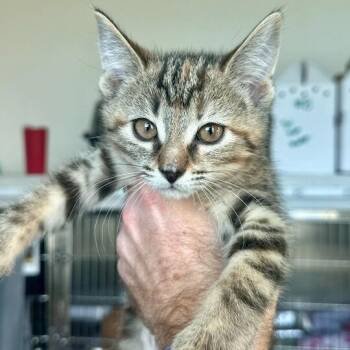 Domestic Short Hair Cats Available for Adoption - Josie | PetCurious