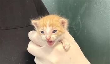 Domestic Short Hair Cats Available for Adoption in Thousand Palms, California - SPRUCE | PetCurious