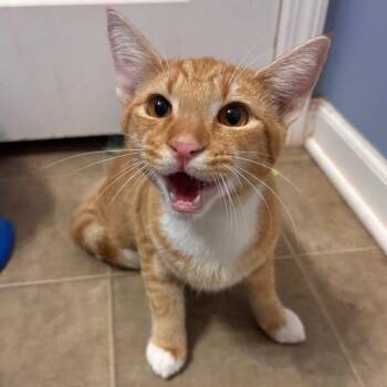 Fanta -  Tabby and Domestic Short Hair Cat for Adoption in Columbia, South Carolina - Fanta | PetCurious