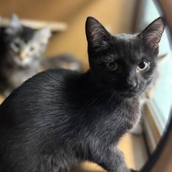 Domestic Short Hair Cats Available for Adoption in Seneca, South Carolina - Chai $75 At Petsmart Seneca | PetCurious