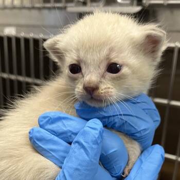 Claiborne -  Domestic Short Hair Cat for Adoption in Kanab, Utah - Claiborne | PetCurious