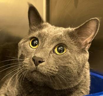 Taco -  Domestic Short Hair Cat for Adoption in Golden, Colorado - Taco | PetCurious