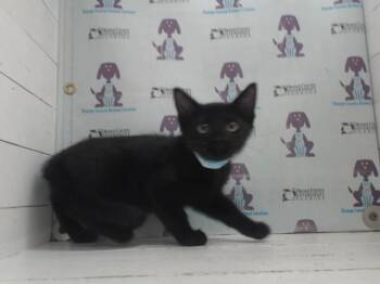 MARCY -  Domestic Short Hair Cat for Adoption in Orlando, Florida - MARCY | PetCurious