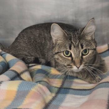 Kiri -  Domestic Short Hair Cat for Adoption in Watertown, Wisconsin - Kiri | PetCurious