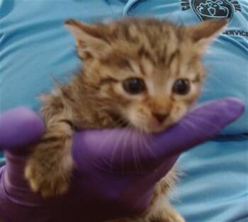 Domestic Short Hair Cats Available for Adoption in Doral, Florida - ROLLY | PetCurious