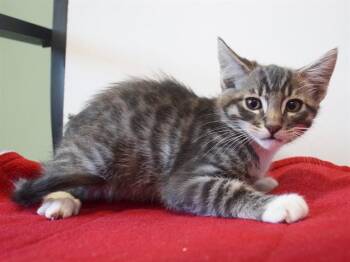 OZZY -  Domestic Short Hair Cat for Adoption in Sacramento, California - OZZY | PetCurious