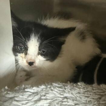 Ant -  Domestic Short Hair Cat for Adoption in Cedaredge, Colorado - Ant | PetCurious
