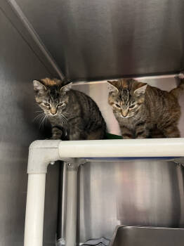 Rescue Domestic Short Hair Cats for Adoption in Evansville, Indiana - Zinnia | PetCurious