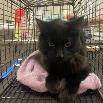 Ronaldo -  Domestic Short Hair Cat for Adoption in Chicago, Illinois - Ronaldo | PetCurious
