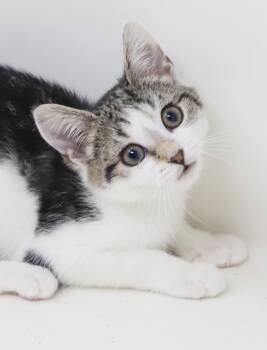 Julianne Floof - she is simply a joy and SOOO much fun -  Turkish Van Cat for Adoption in Bedford Hills, New York - Julianne Floof - She Is Simply A Joy And SOOO Much Fun | PetCurious
