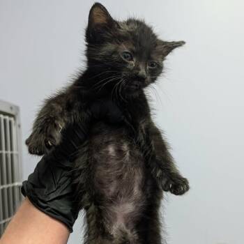 Chandler -  Domestic Medium Hair Cat for Adoption in Portage, Michigan - Chandler | PetCurious