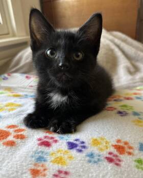 Domestic Short Hair Cats Available for Adoption in Georgetown, Kentucky - Tony | PetCurious